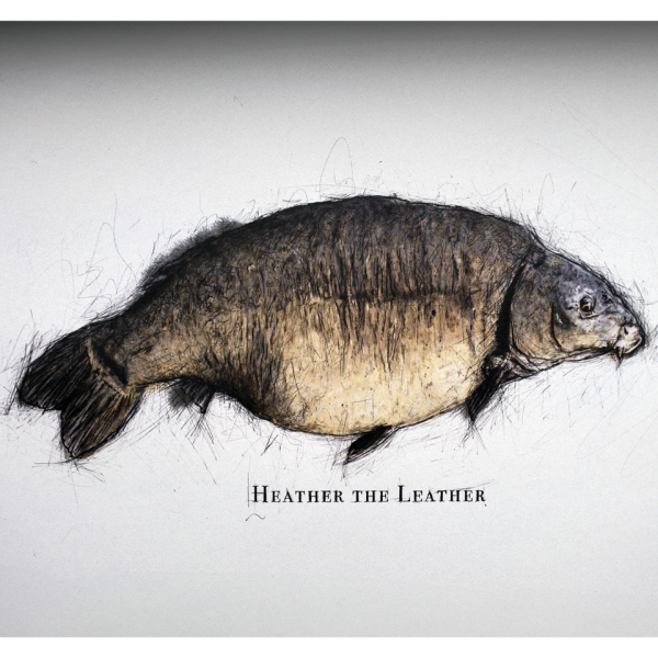 HERONS | 'HEATHER THE LEATHER'